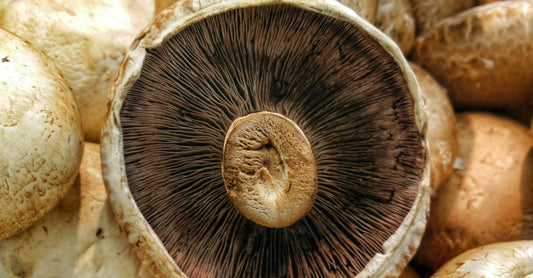 3 Beneficios del Hongo Shiitake